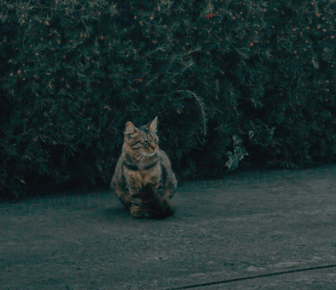 Katt nummer 13 skiller seg ut