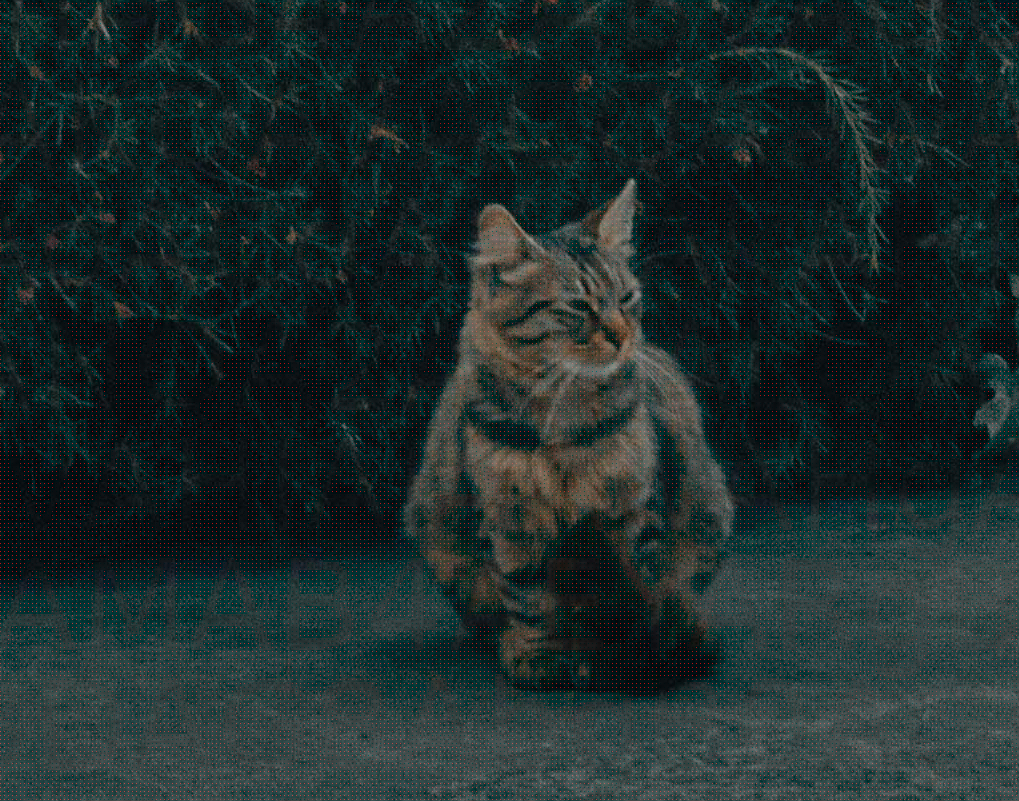 Zoomet inn på katt nummer 13